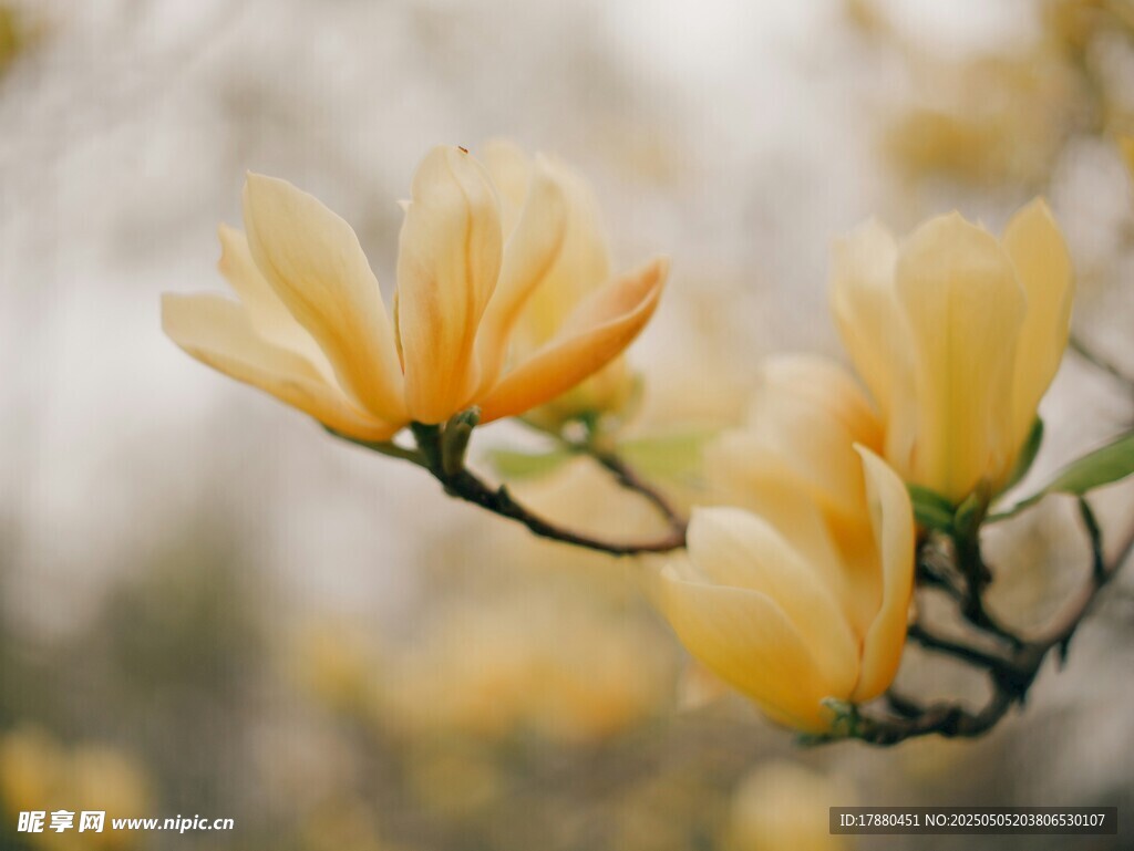 玉兰花