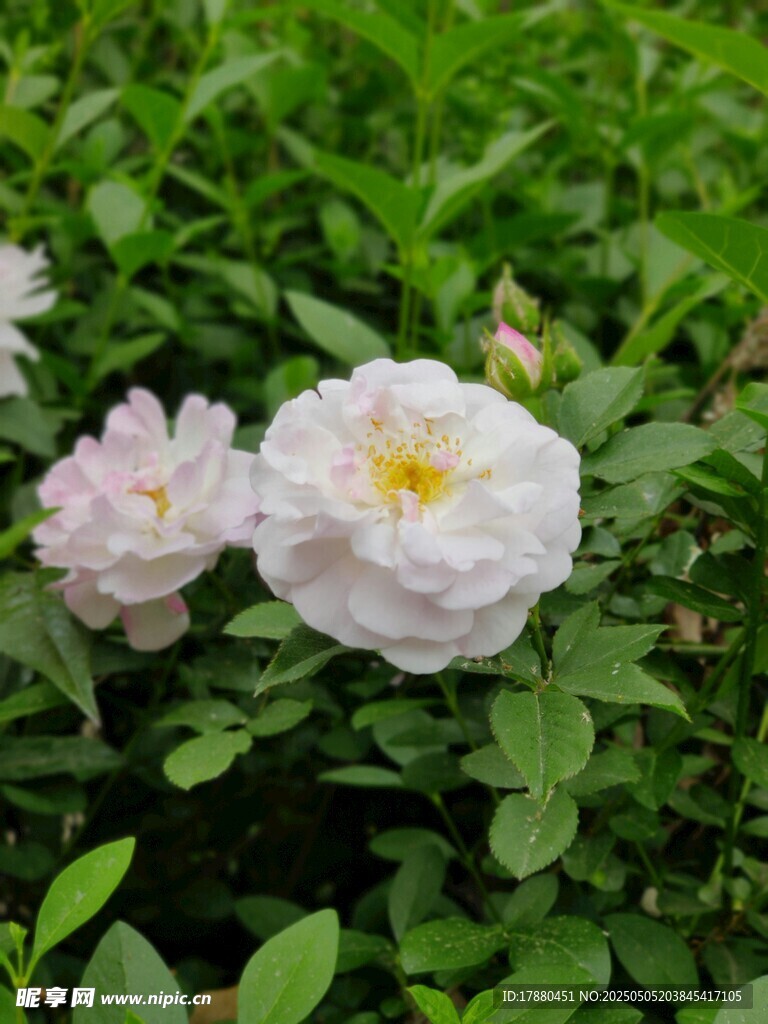 蔷薇