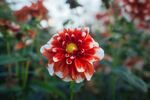 大丽花