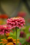 百日菊