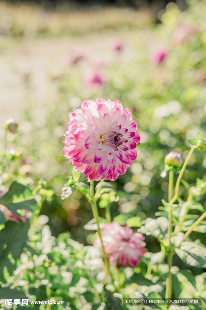 大丽花