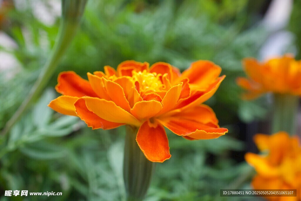 金盏花