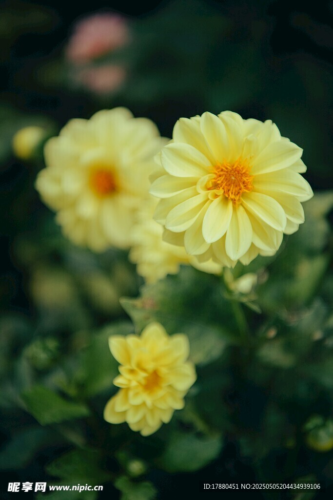 菊花