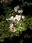 摄影花