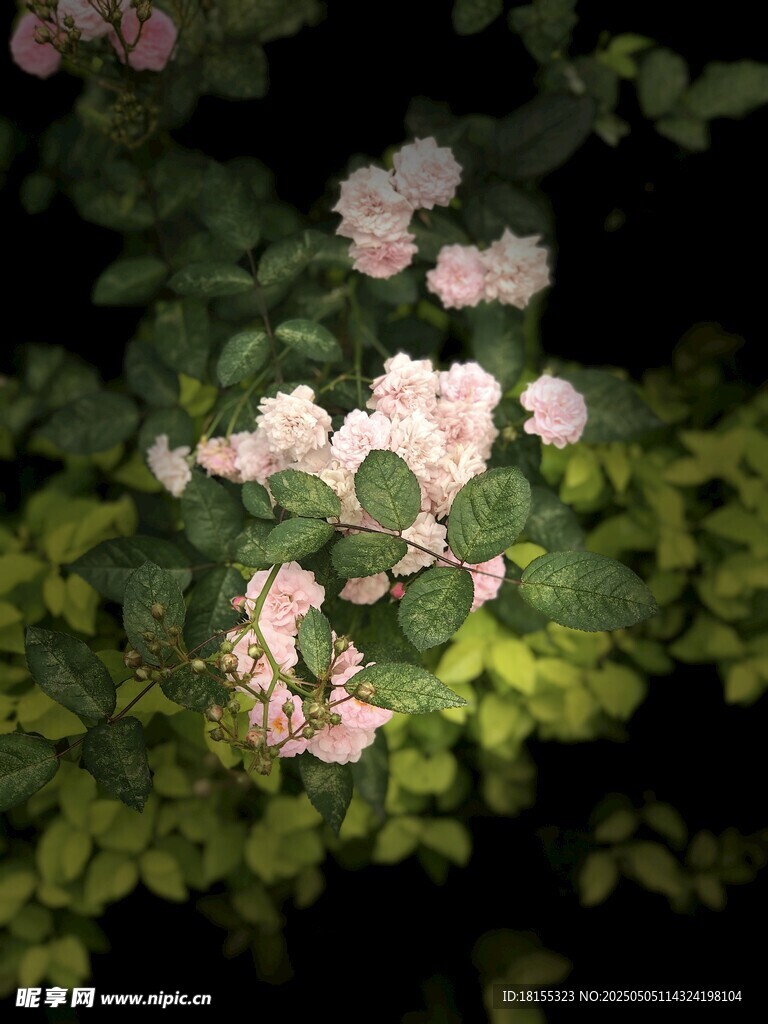 摄影花
