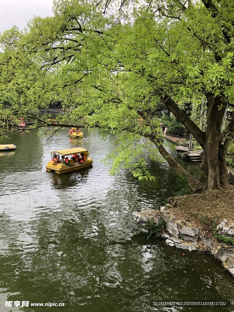 小溪树木