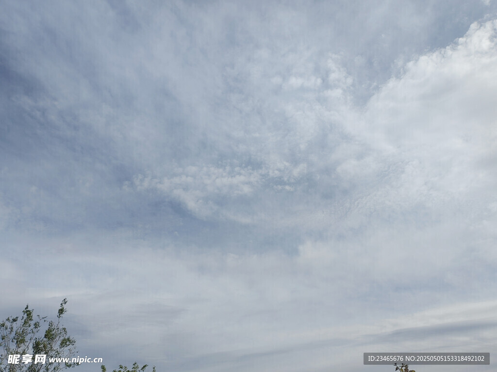 蓝天白云下的树梢景致