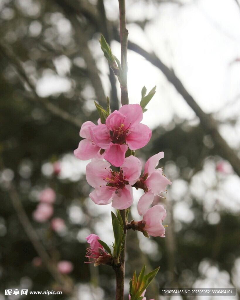 桃花花朵