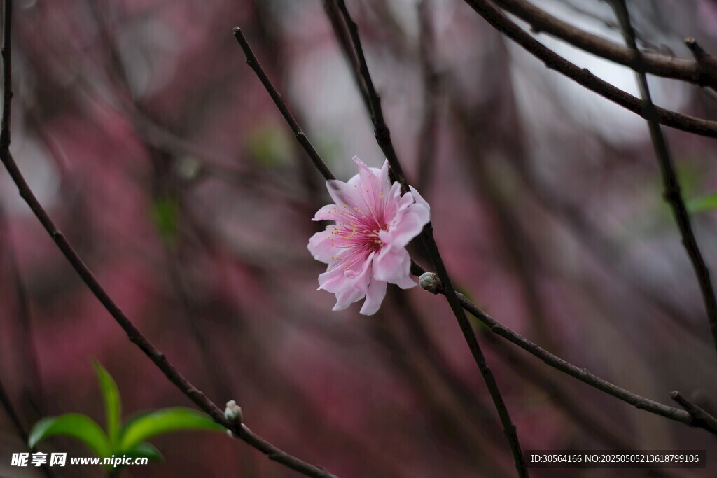 桃花花朵