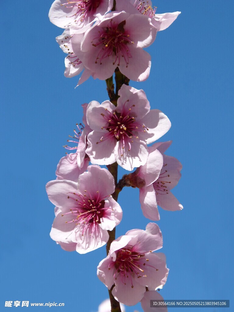 桃花花朵