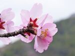 桃花花朵