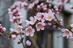 桃花花朵