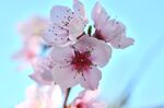 桃花花朵
