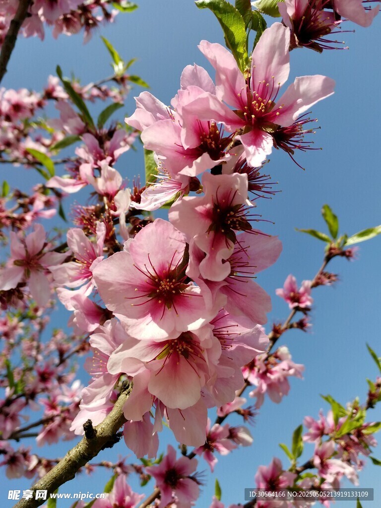 桃花花朵