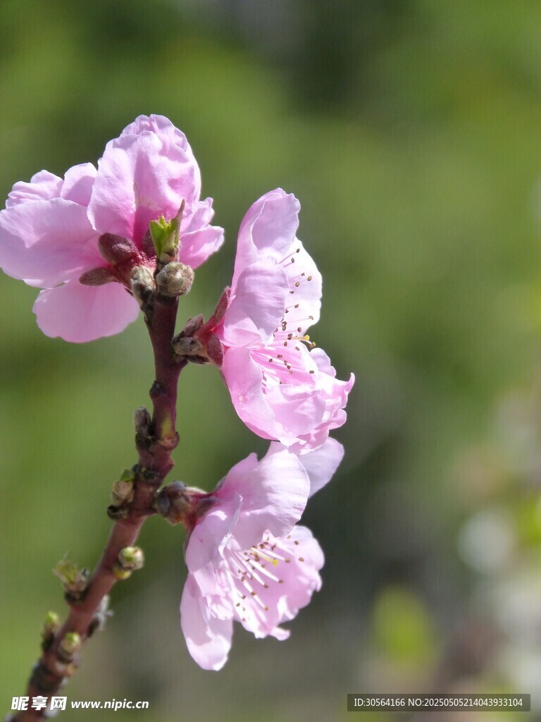 桃花花朵