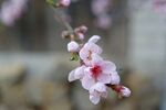 桃花花朵