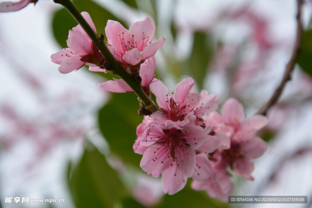 桃花花瓣