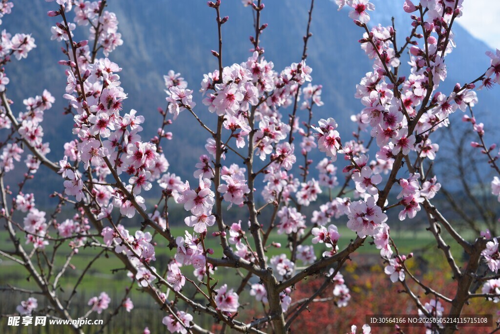 桃花
