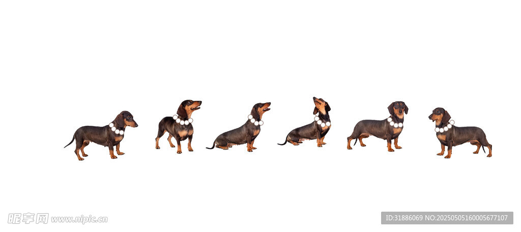 一排奔跑的腊肠犬
