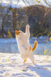 雪地中跳跃的可爱猫咪