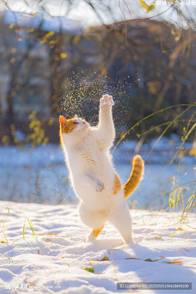 雪地中跳跃的可爱猫咪