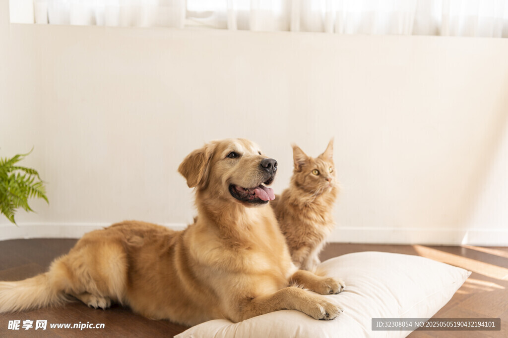 猫狗同框的温馨瞬间