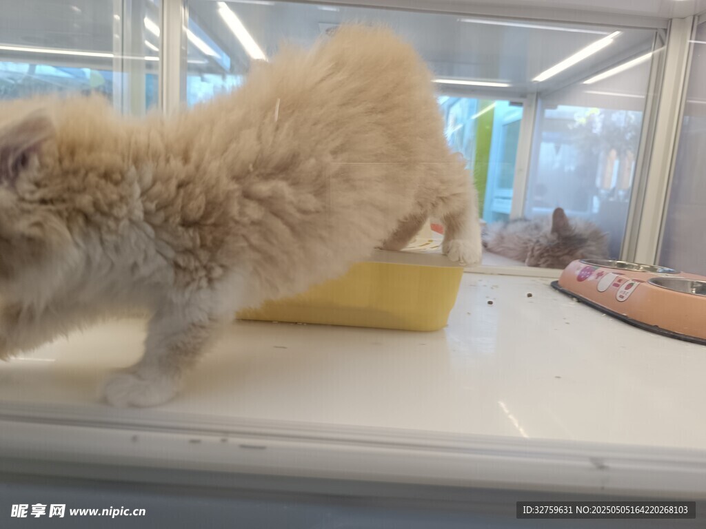 猫