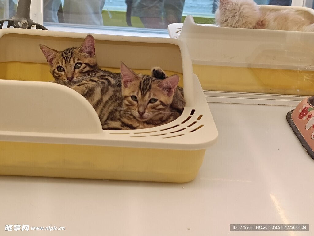 猫