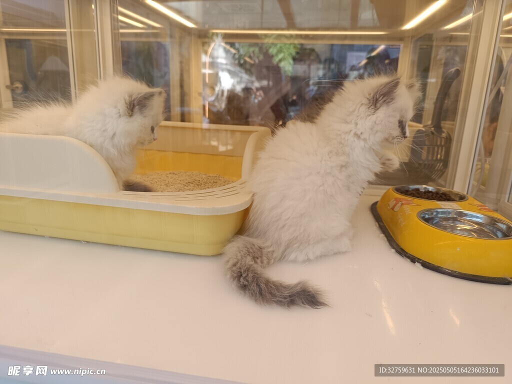 猫