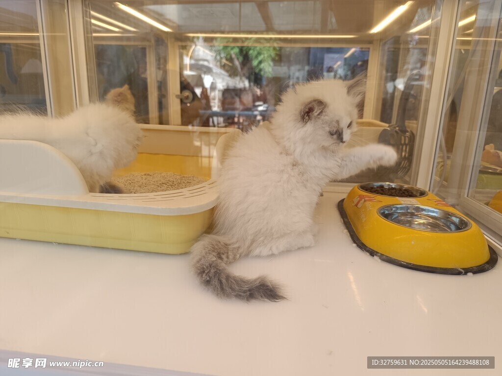 猫