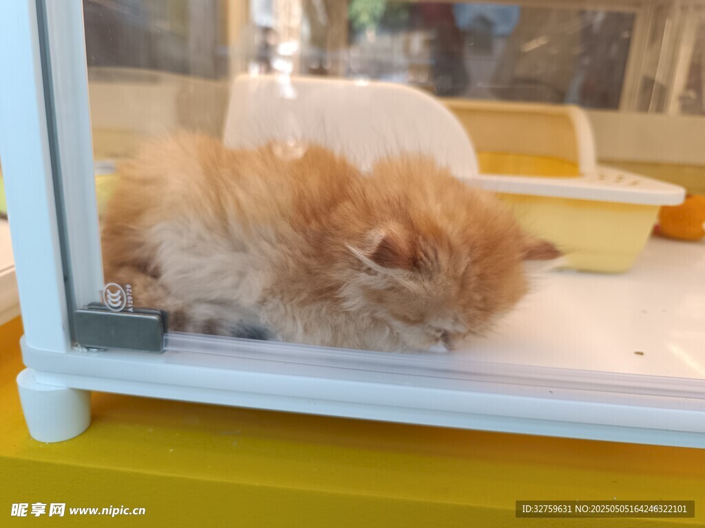 猫