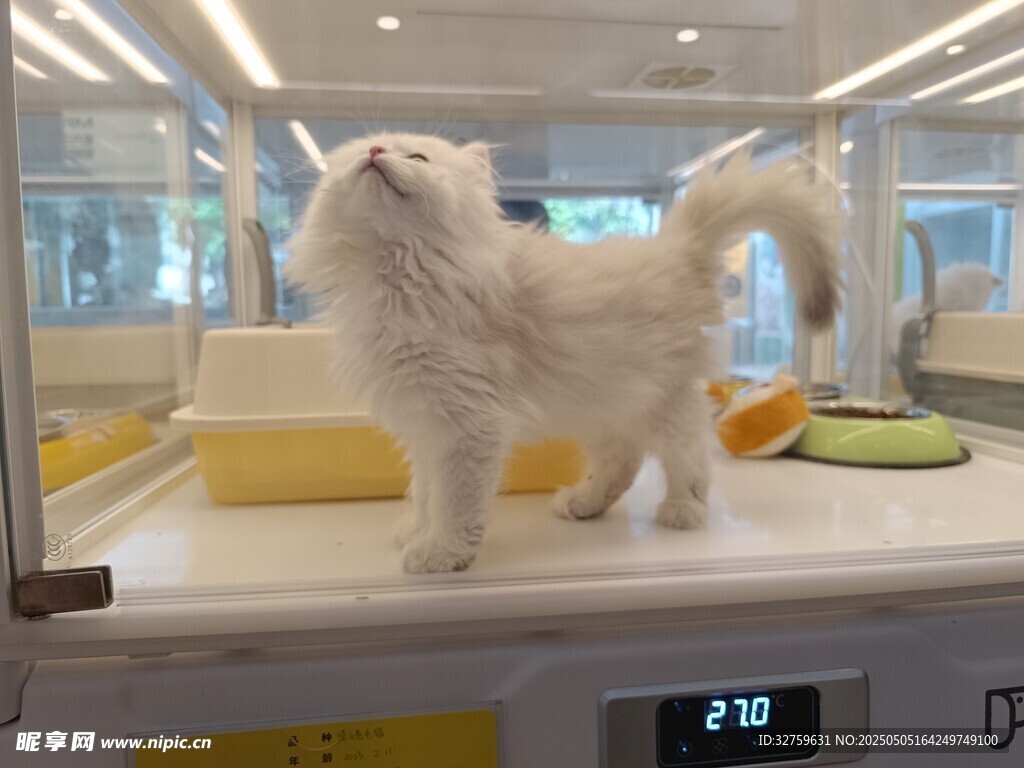 猫