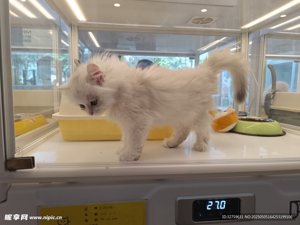 猫