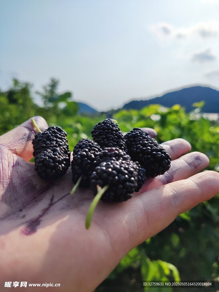  桑葚