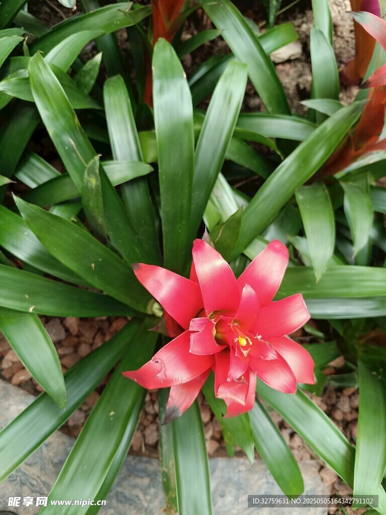 花