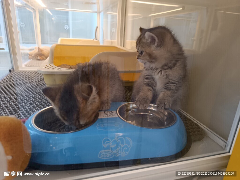  小猫