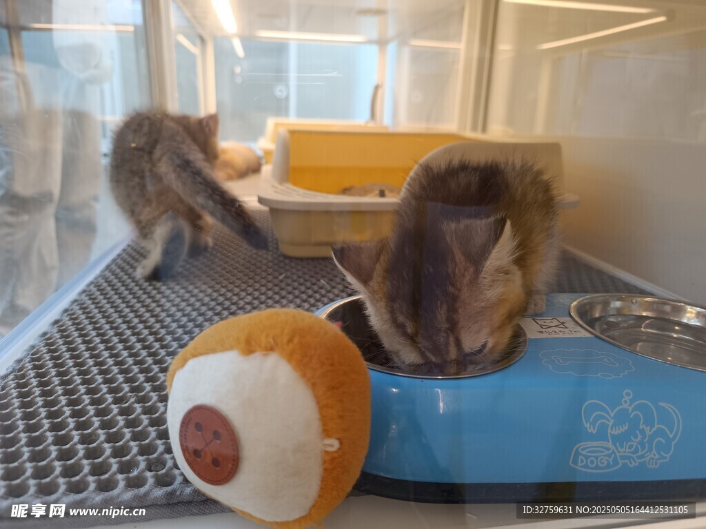  猫咪