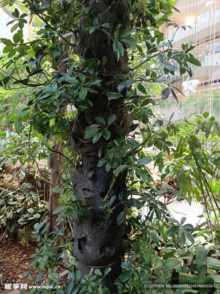 室内绿植