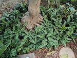 植物