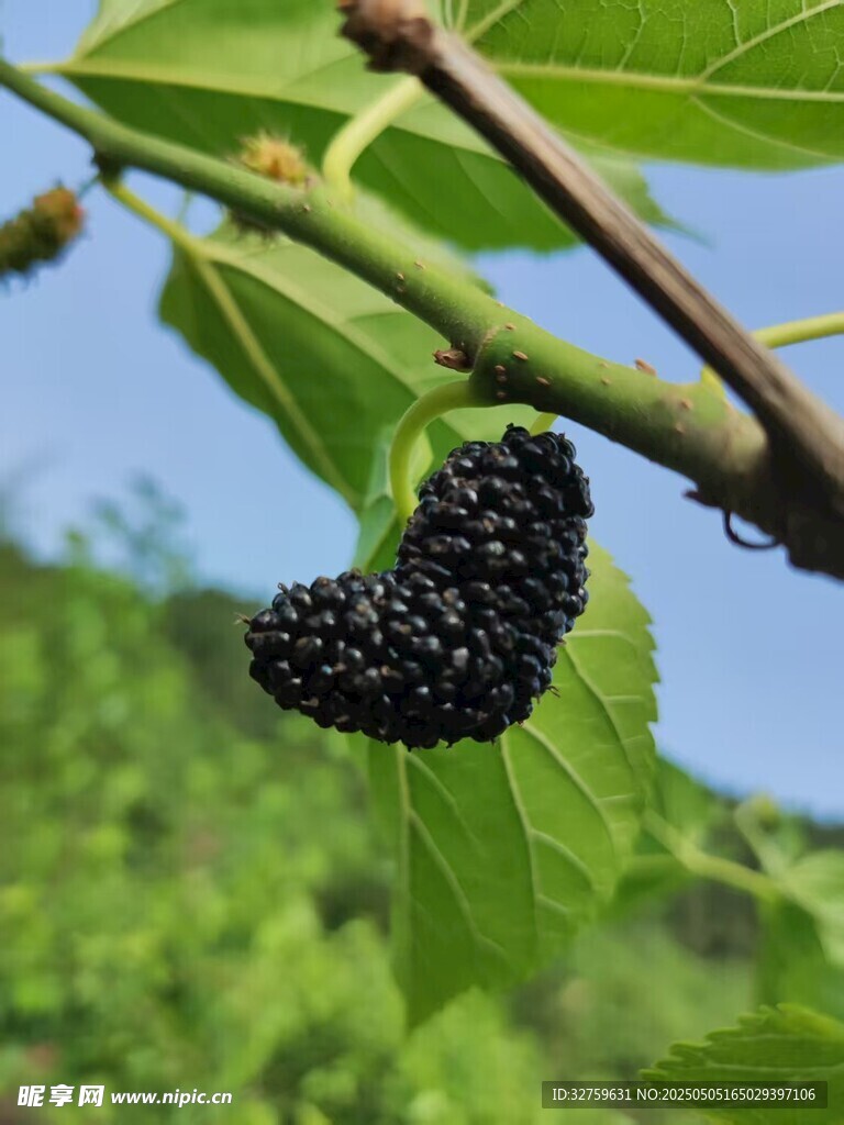 桑葚