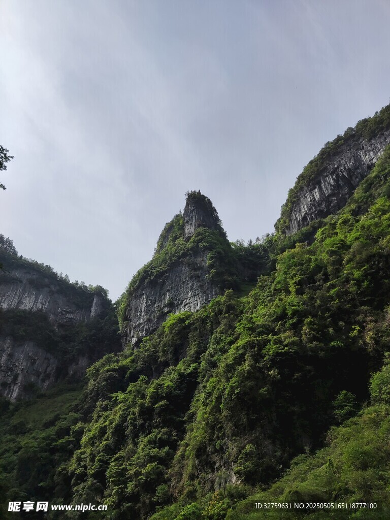 植被