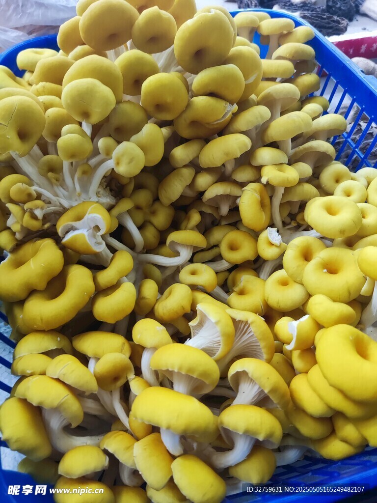  平菇