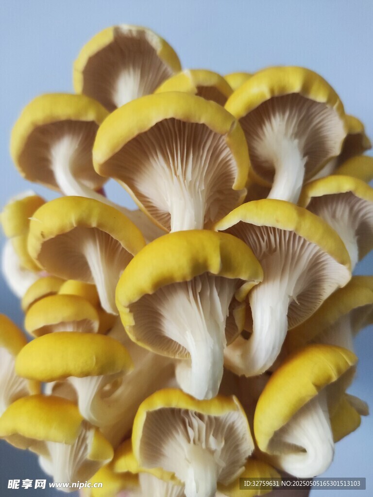  平菇