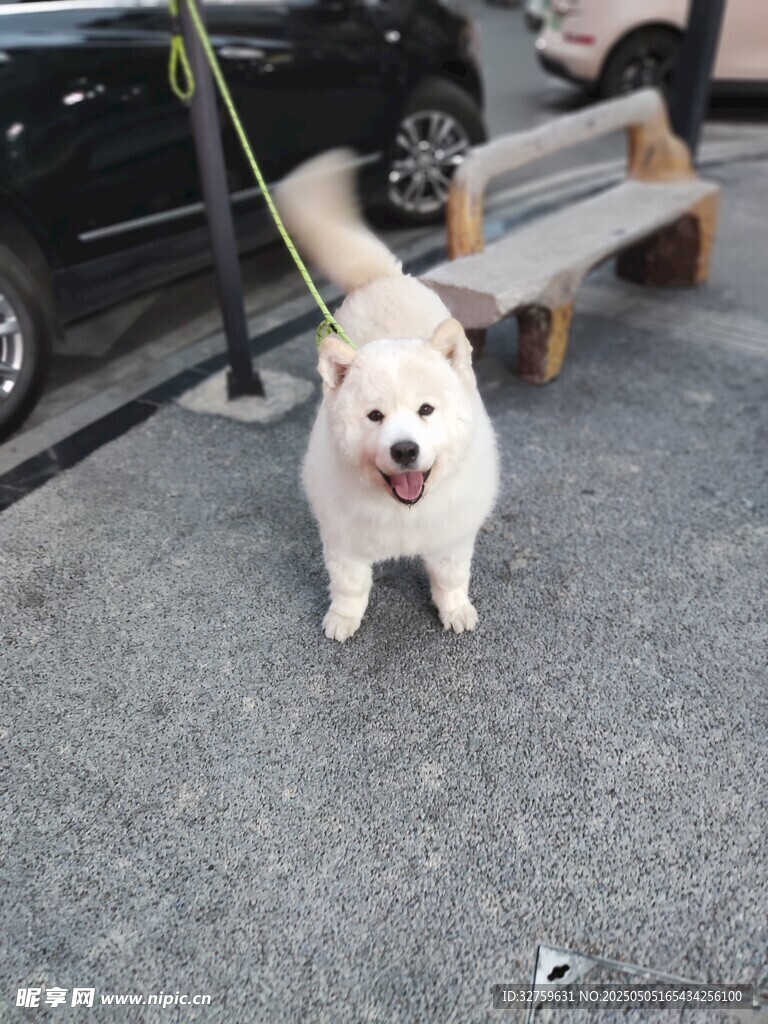萨摩耶