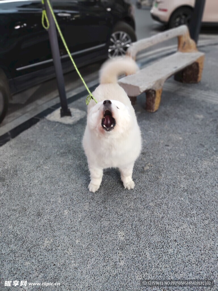 萨摩耶