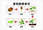 苦瓜的成长历程图示