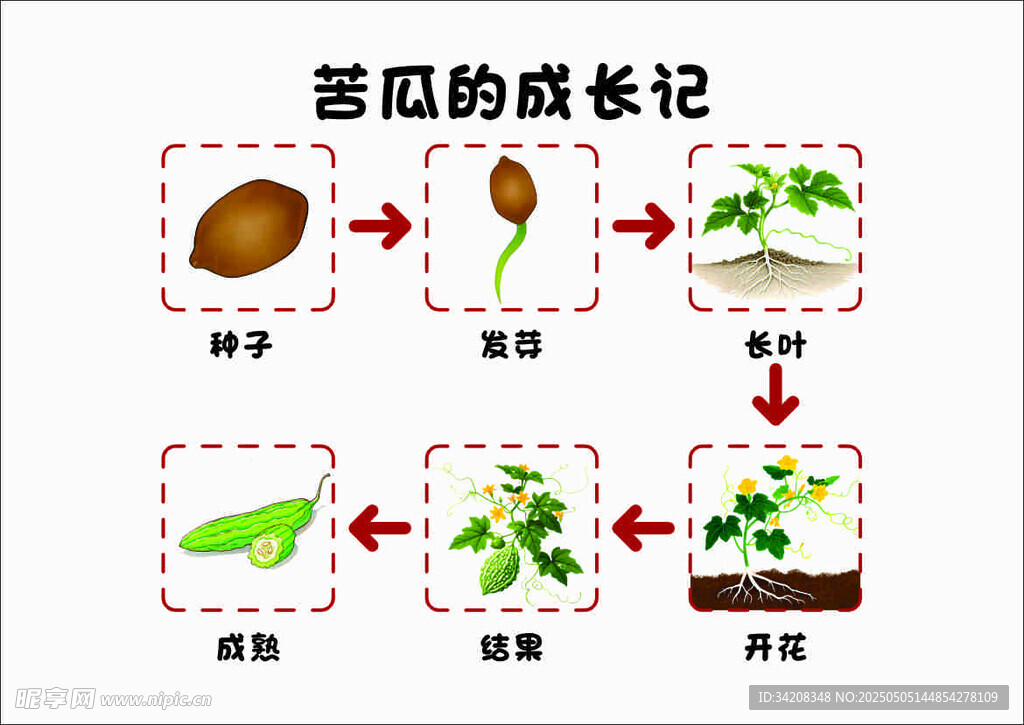 苦瓜的成长历程图示