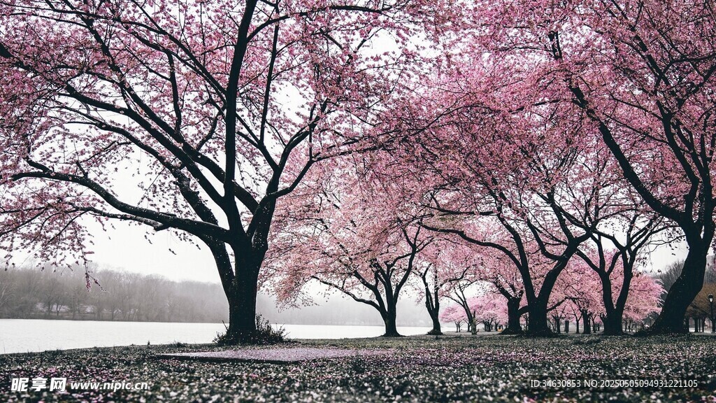 樱花树
