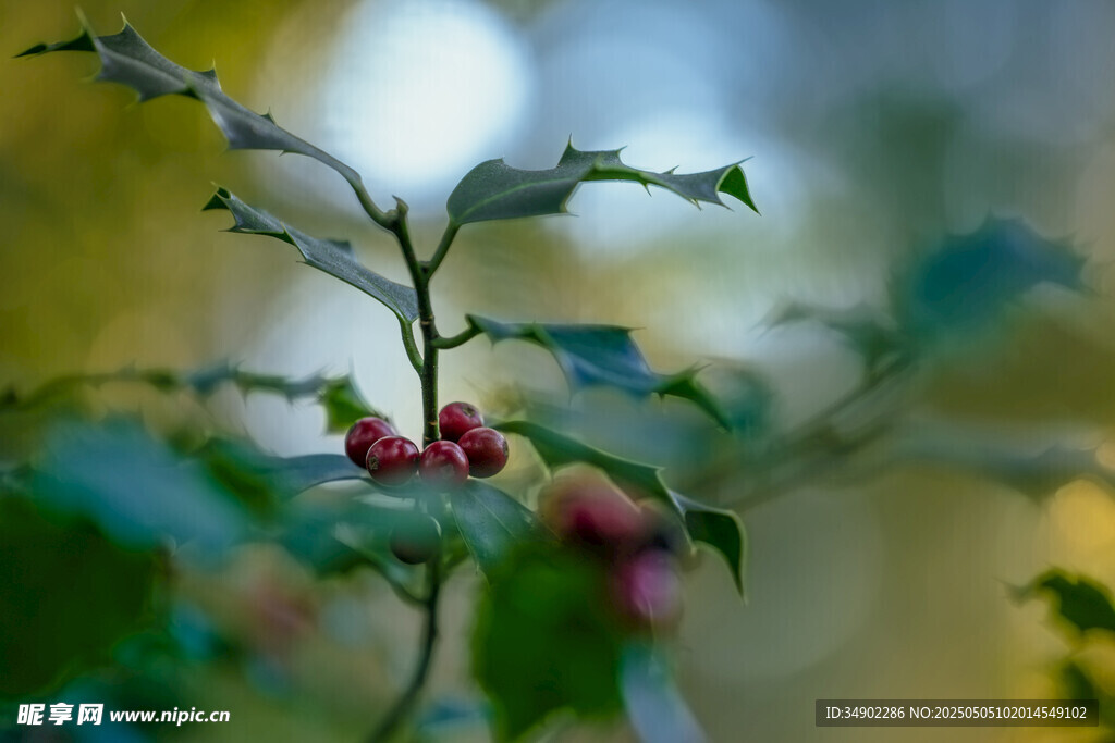 红果绿叶植物特写