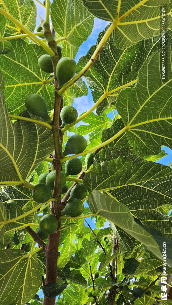 绿叶间的无花果果实